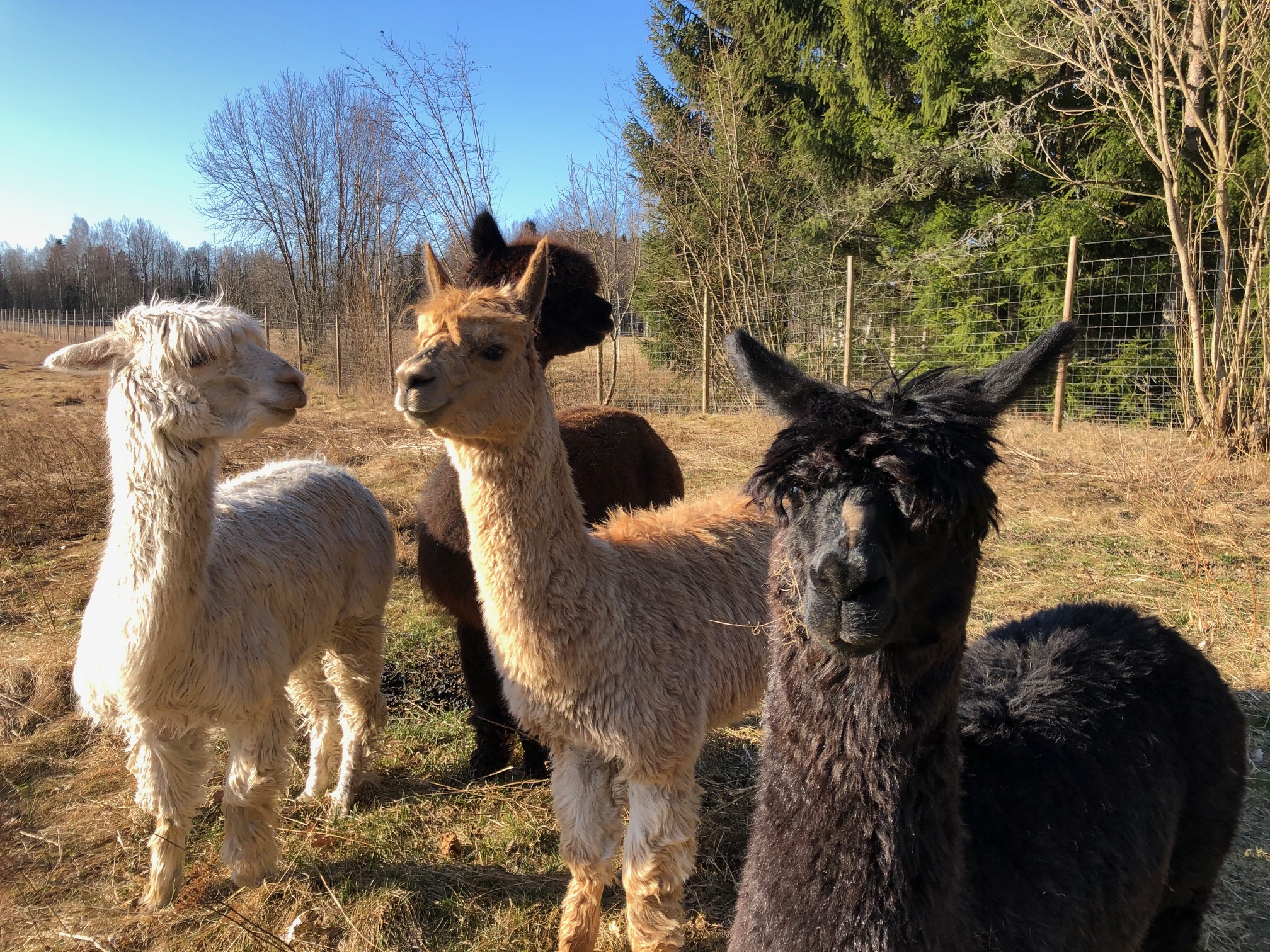 Hallagårdens Djurpark & Café