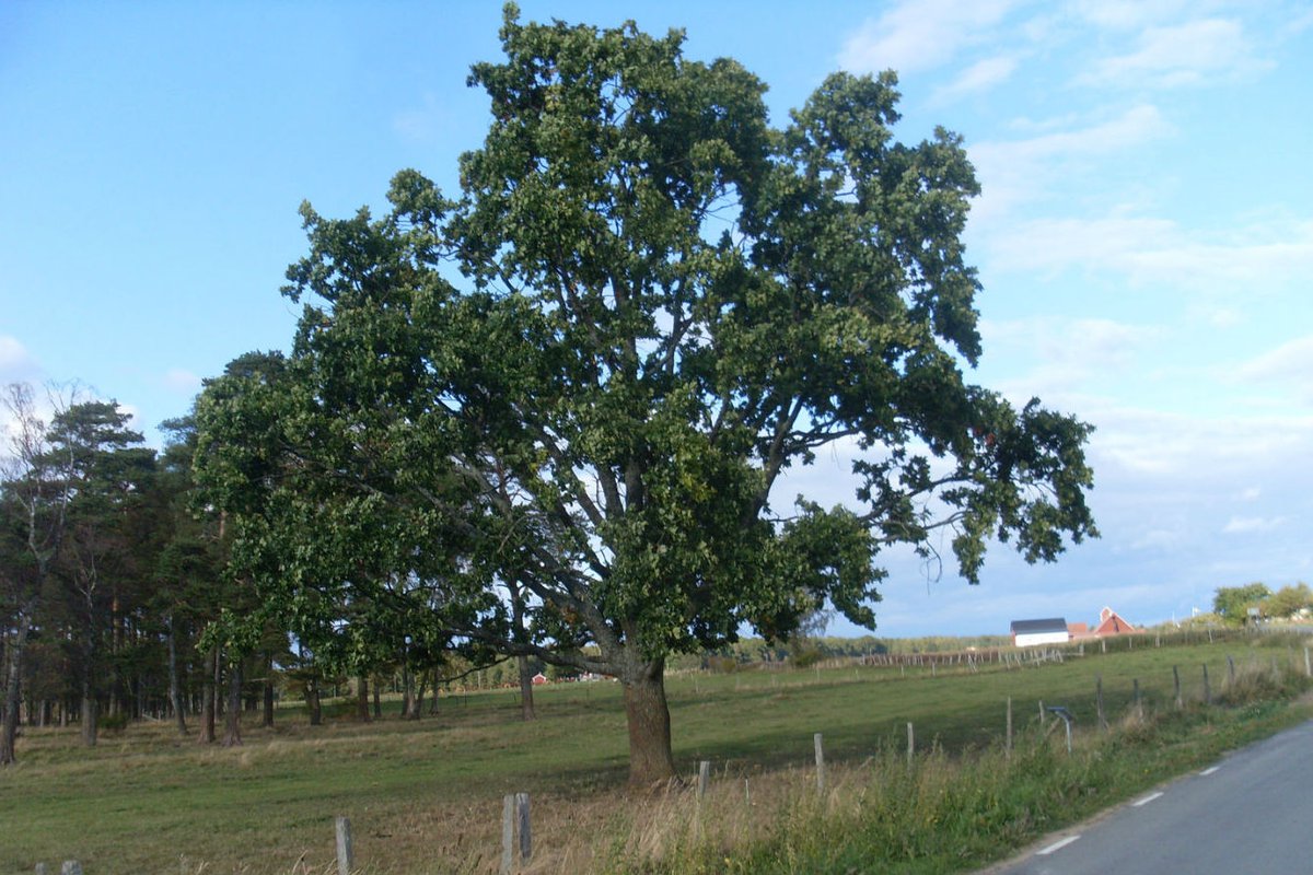 Sverkerseken på Visingsö