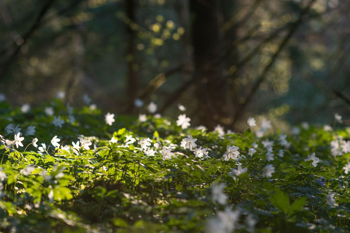 Vandra i Strömsbergsskogen
