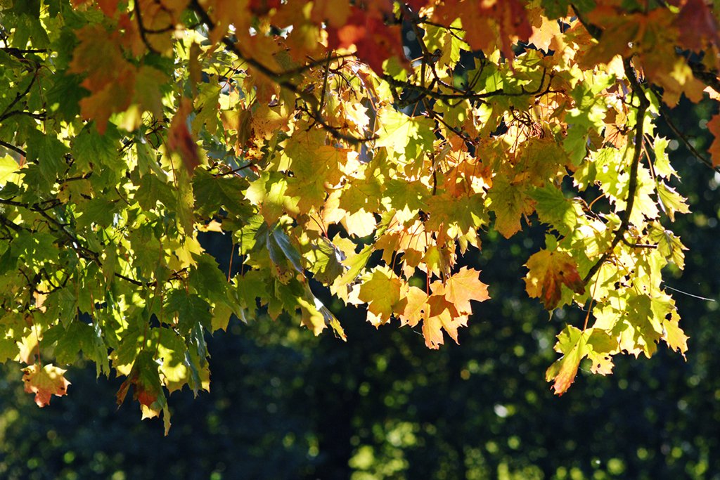 Vretaholms eklandskap