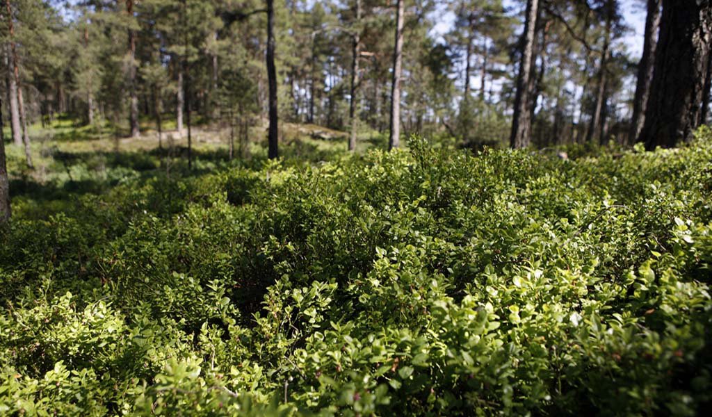 Komosse, naturreservat