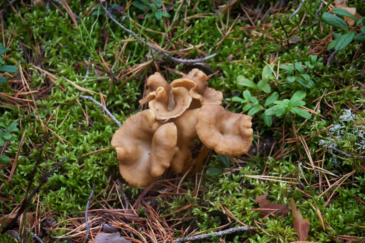 Svamputflykt